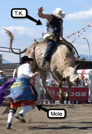 rodeo bull riding