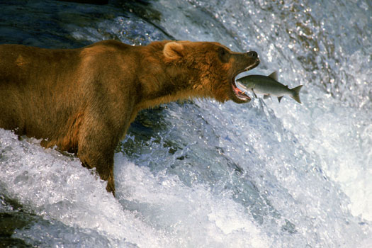 Bear Eating Salmon