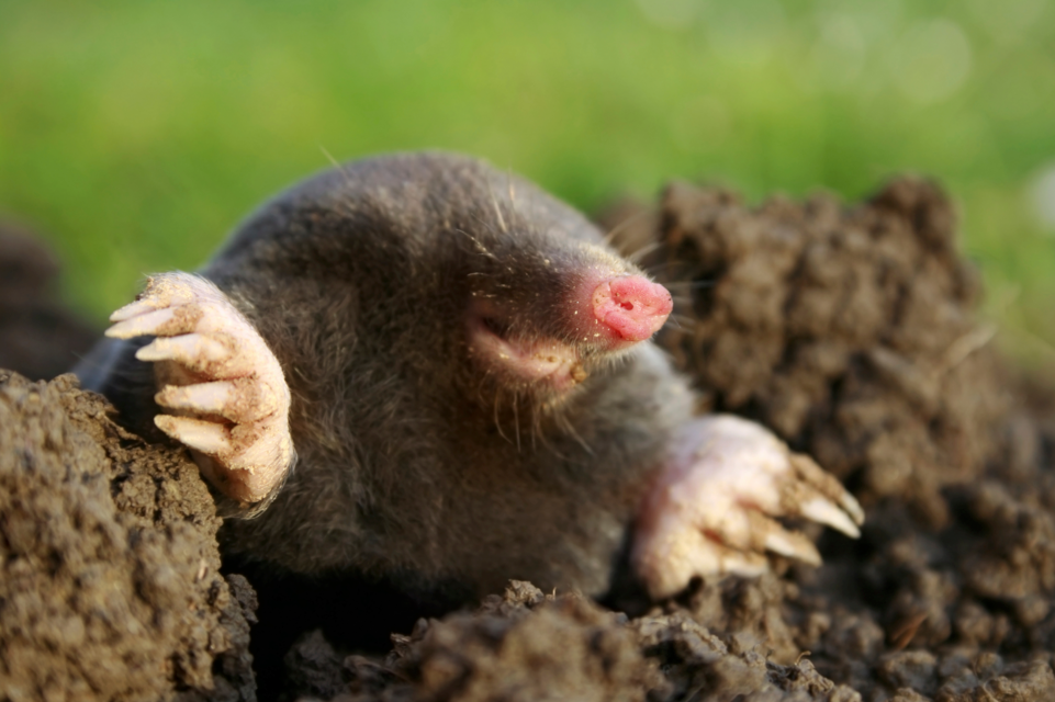 Return Of The Market Mole | Evil Speculator