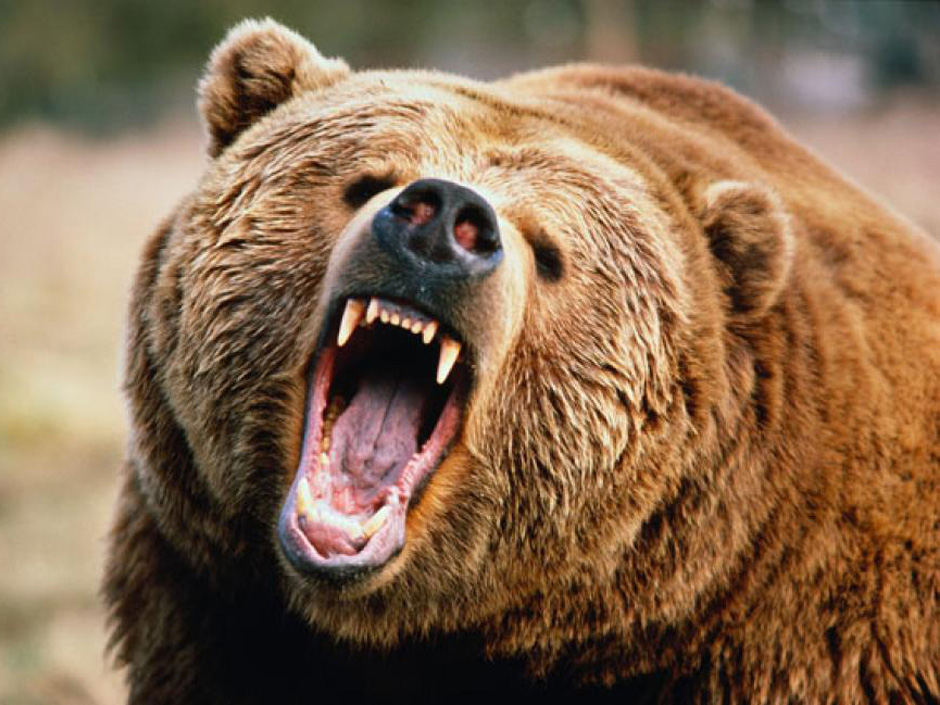 How To Thrive In Bear Markets – Part 1 | Evil Speculator